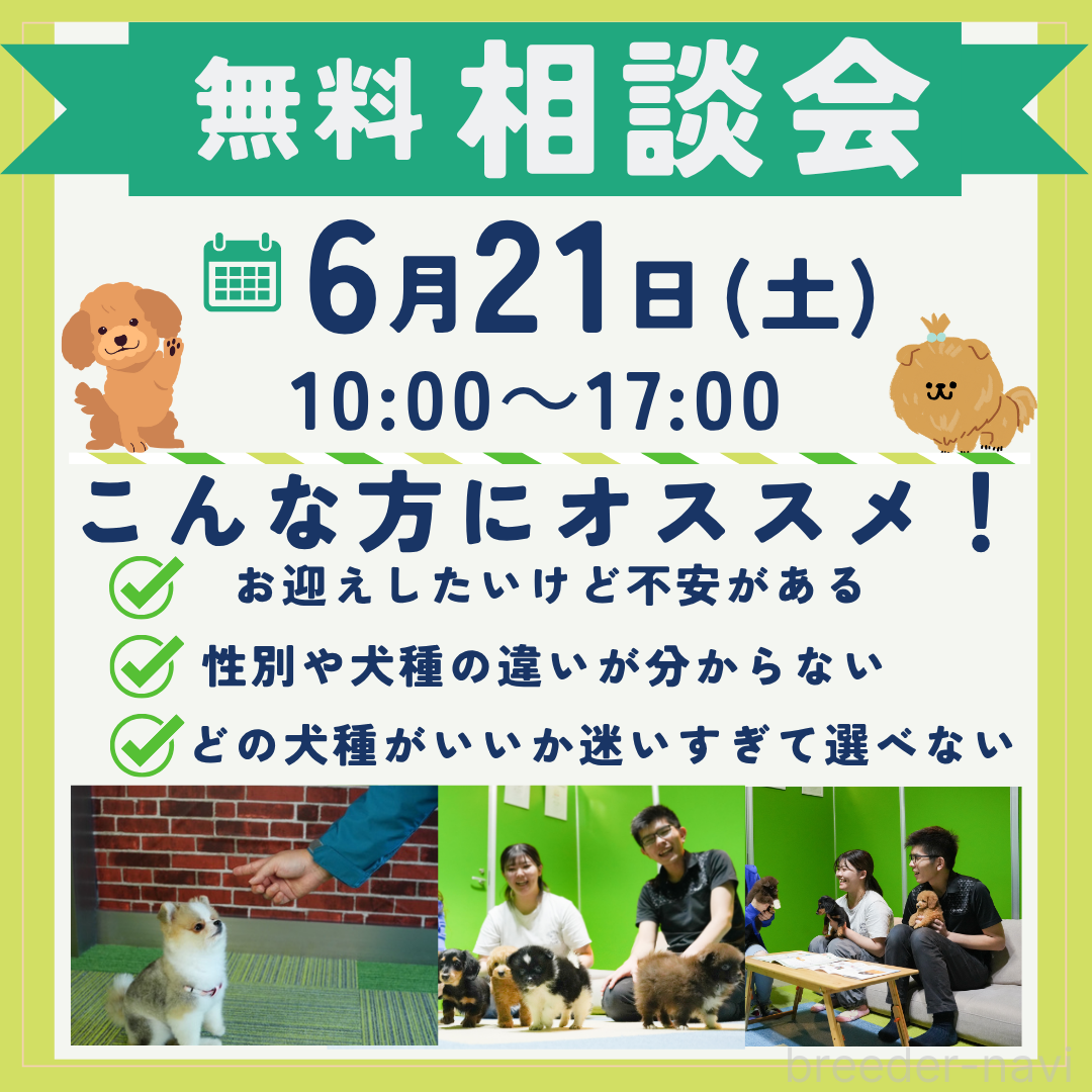 成約済の千葉県のトイプードル-389581の3枚目